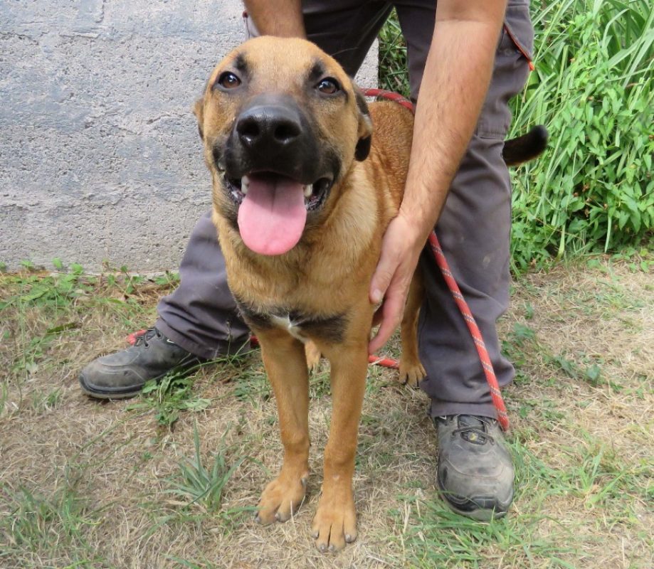 Yakari - Chien Berger Belge Malinois à adopter - photo 2