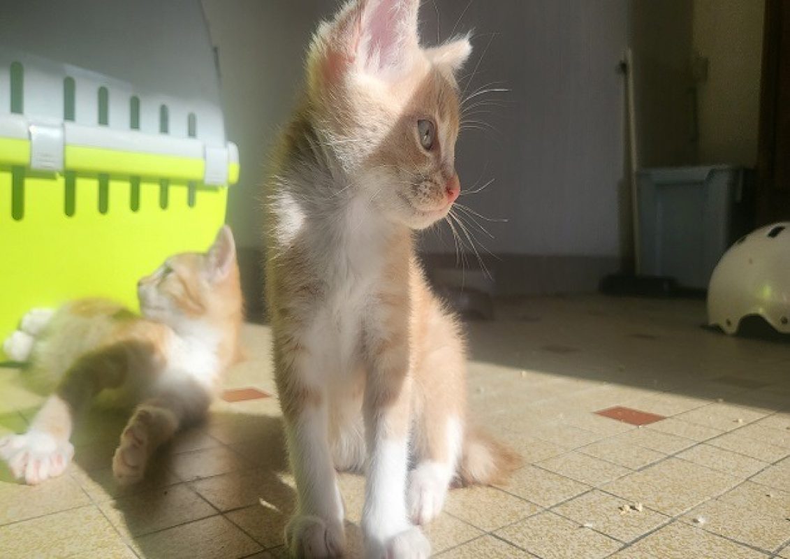 Camel - Chat Européen à adopter - photo 2