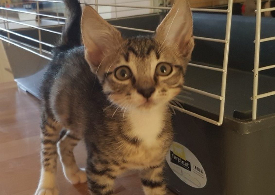 Bibou - Chat Européen à adopter