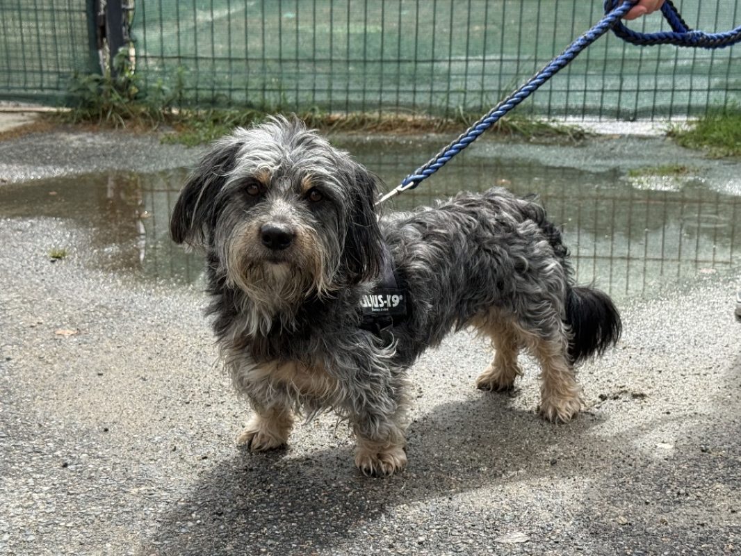 Mike - Chien Teckel à adopter