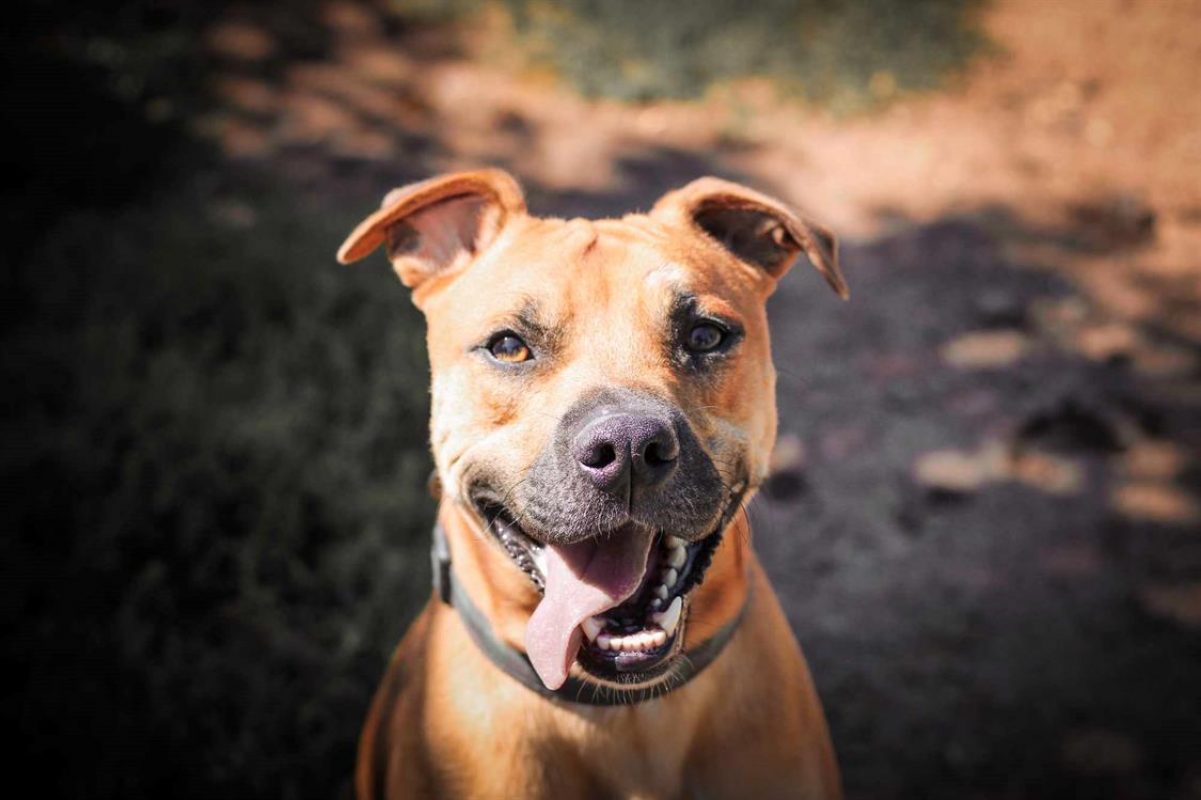 Figaro - Chien à adopter