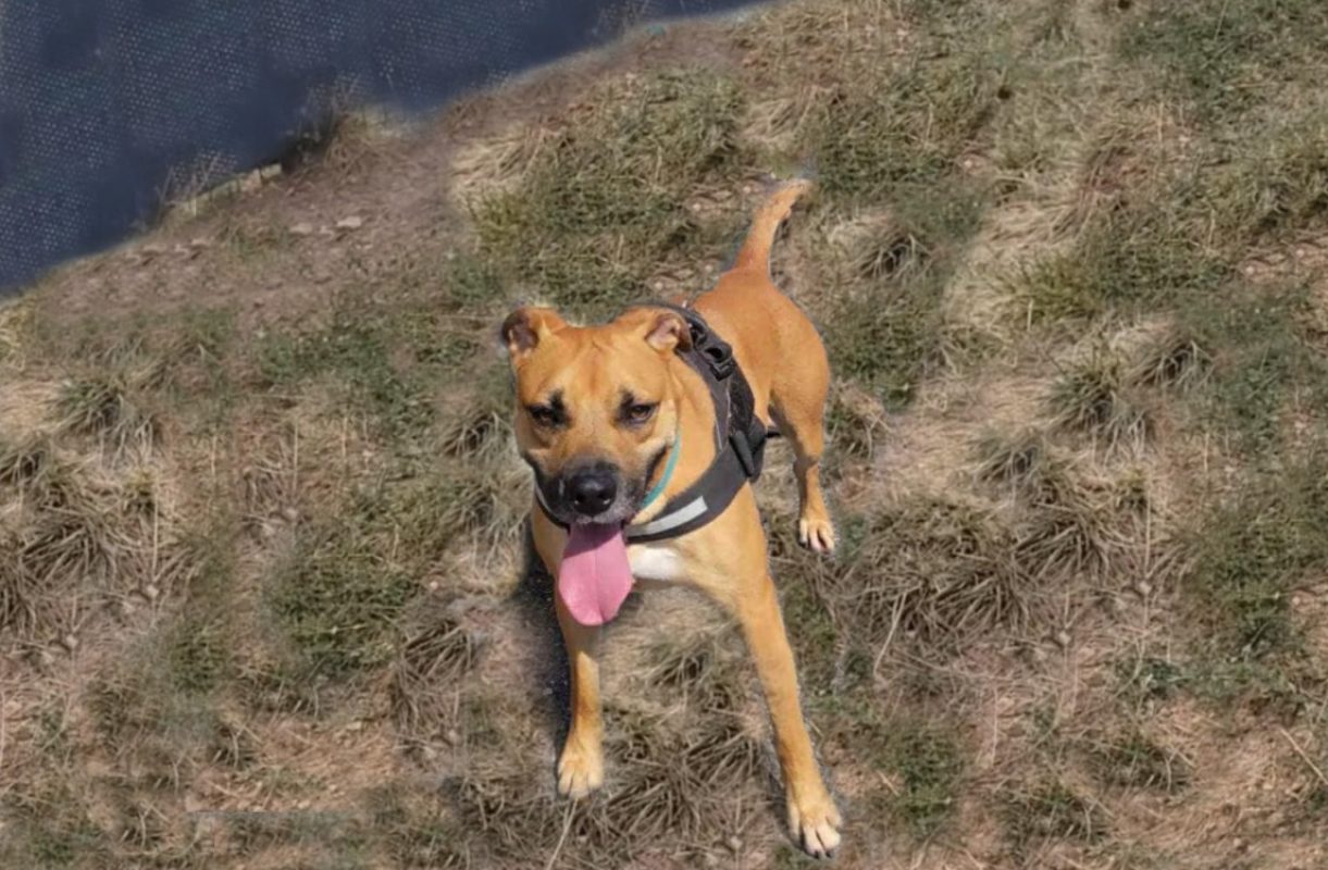 Figaro - Chien à adopter - photo 2