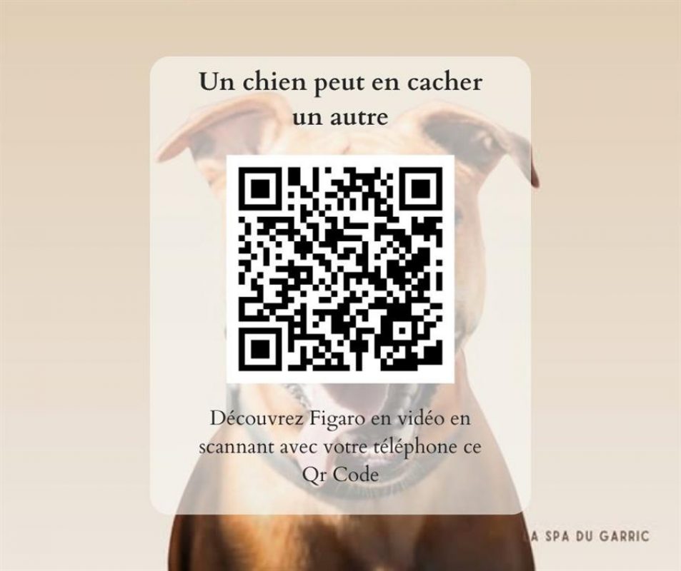 Figaro - Chien à adopter - photo 3