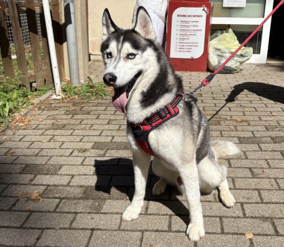 Taiko - Chien Husky Sibérien à adopter
