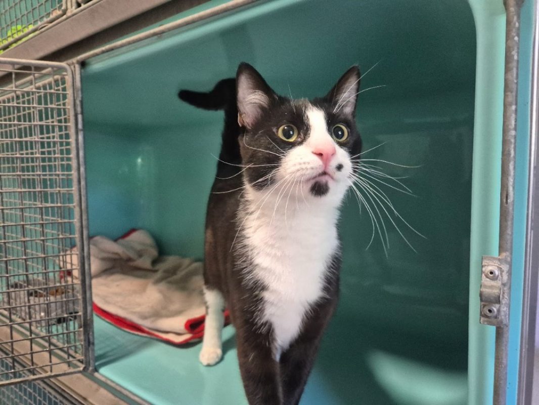 Felix - Chat Européen à adopter