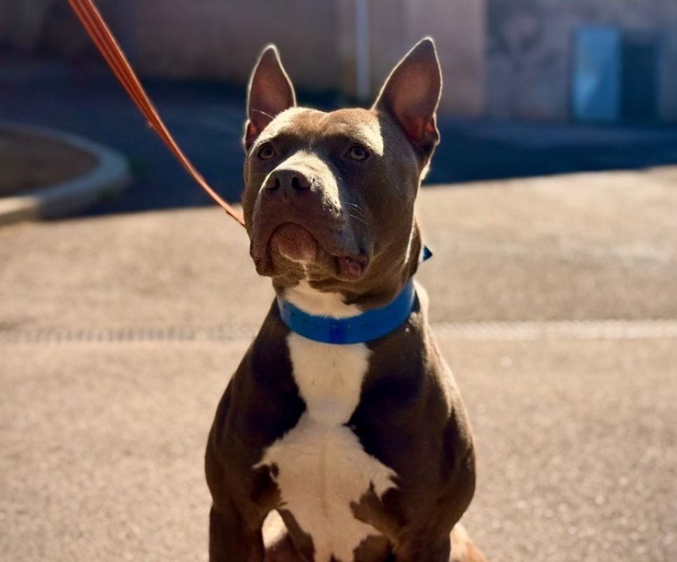 Tyson - Chien Bouledogue Américain à adopter