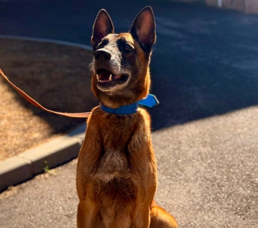 Prince - Chien Berger Belge Malinois à adopter