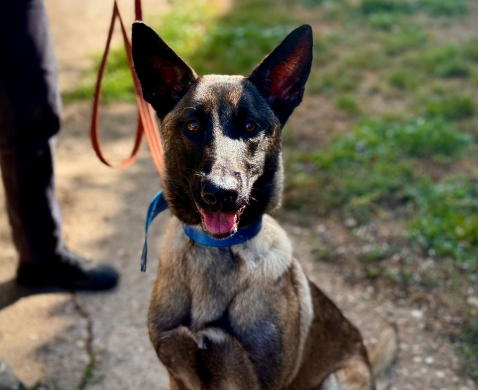 Pink - Chien Berger Belge Malinois à adopter