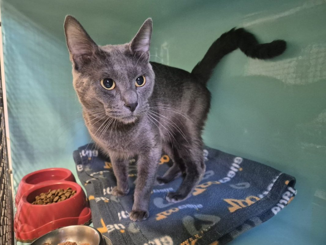 Loulou - Chat Européen à adopter