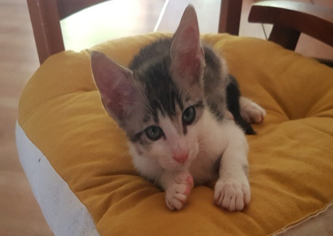 Kiki - Chat Européen à adopter