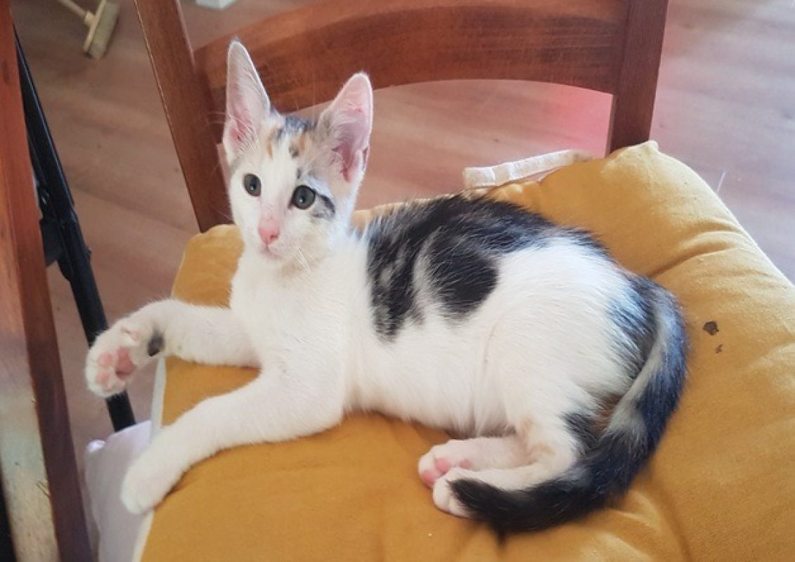 Yoshi - Chat Européen à adopter