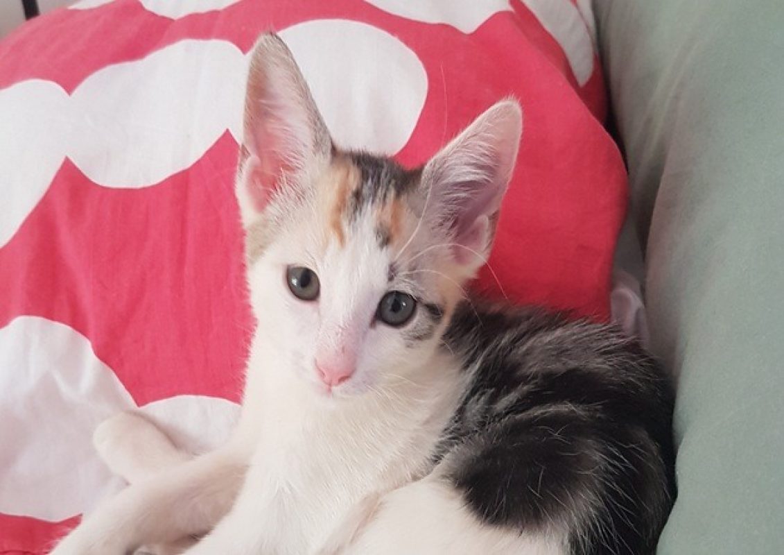 Yoshi - Chat Européen à adopter - photo 2