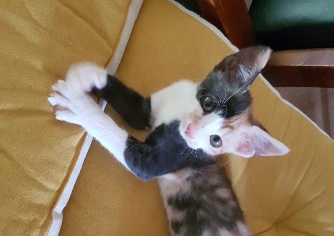Choupette - Chat Européen à adopter
