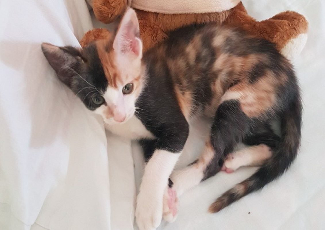 Choupette - Chat Européen à adopter - photo 2