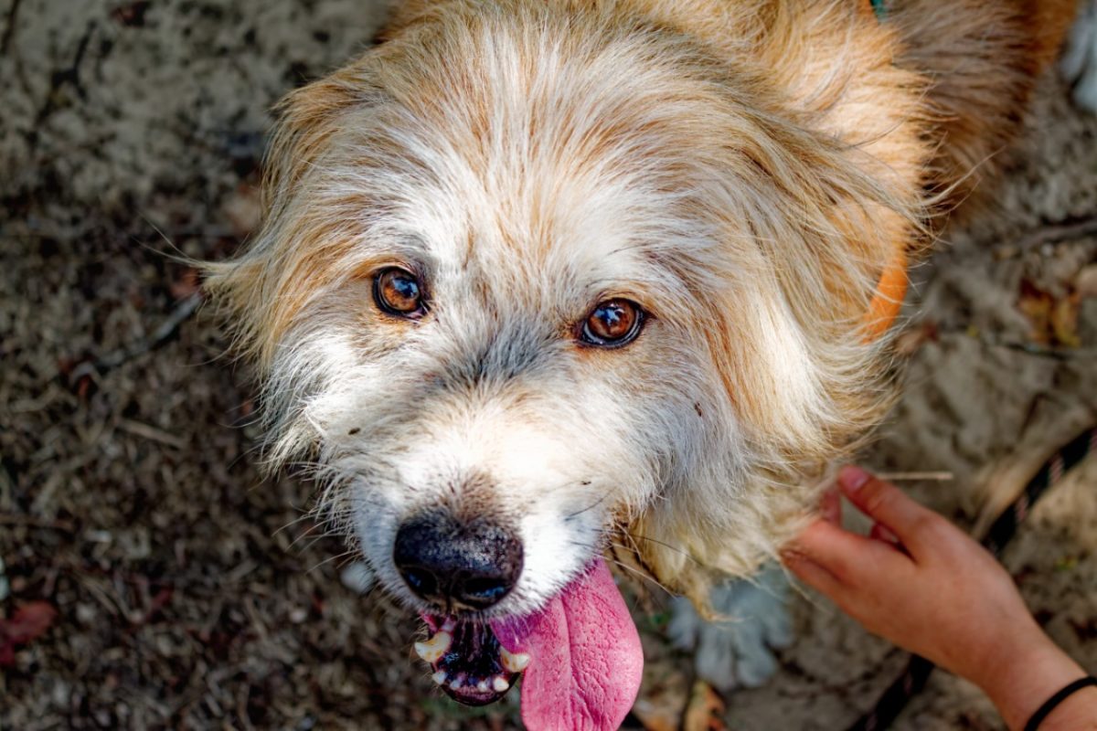 Filou - Chien Berger des Pyrénées à adopter