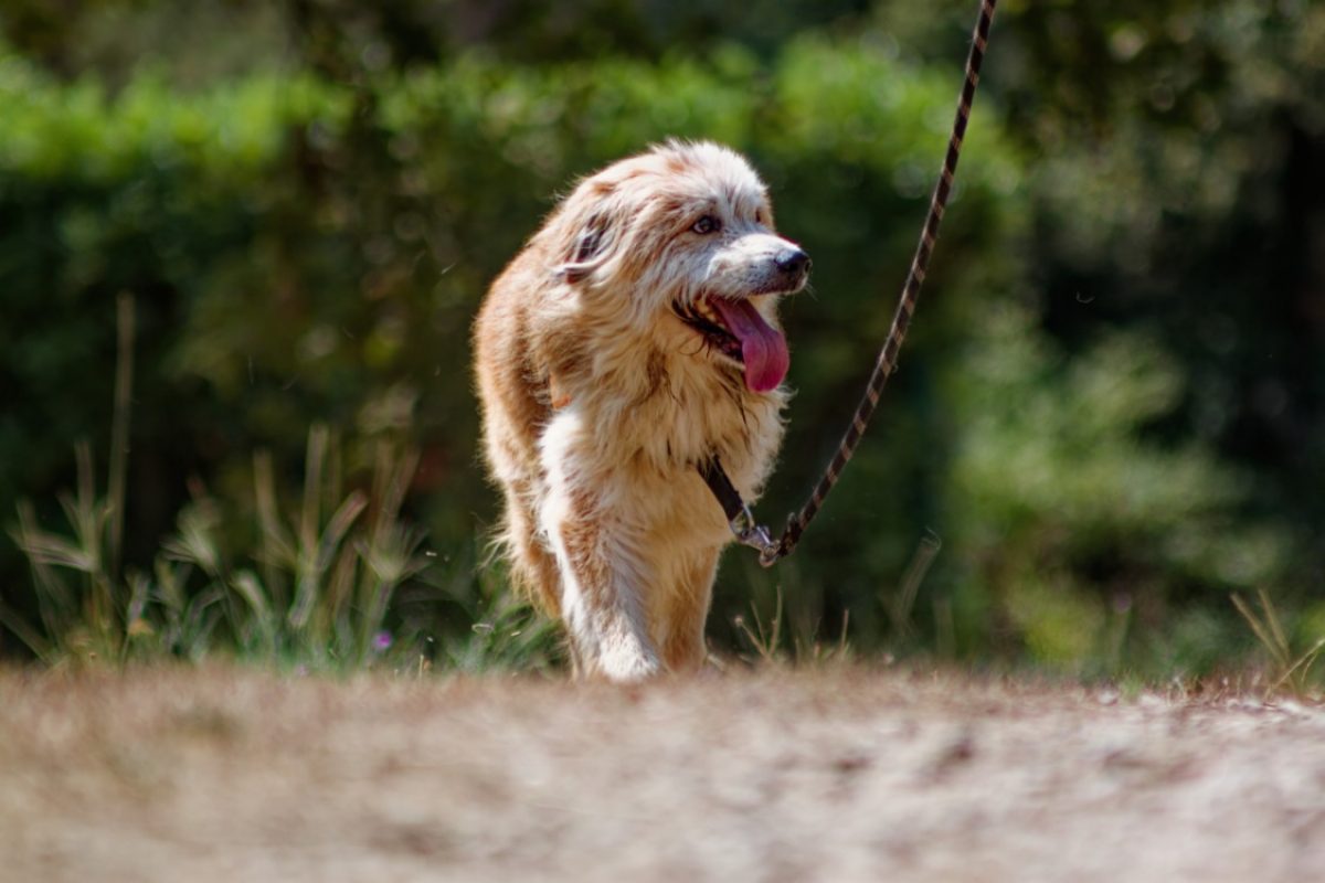 Filou - Chien Berger des Pyrénées à adopter - photo 2