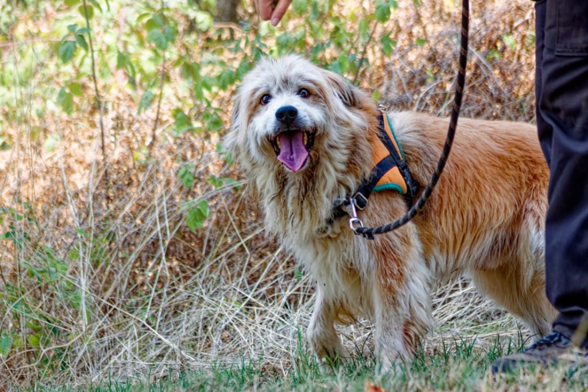 Filou - Chien Berger des Pyrénées à adopter - photo 3
