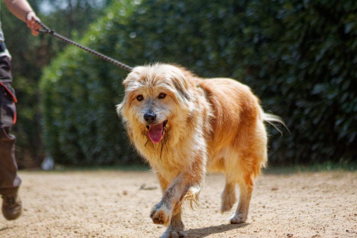Filou - Chien Berger des Pyrénées à adopter - photo 4