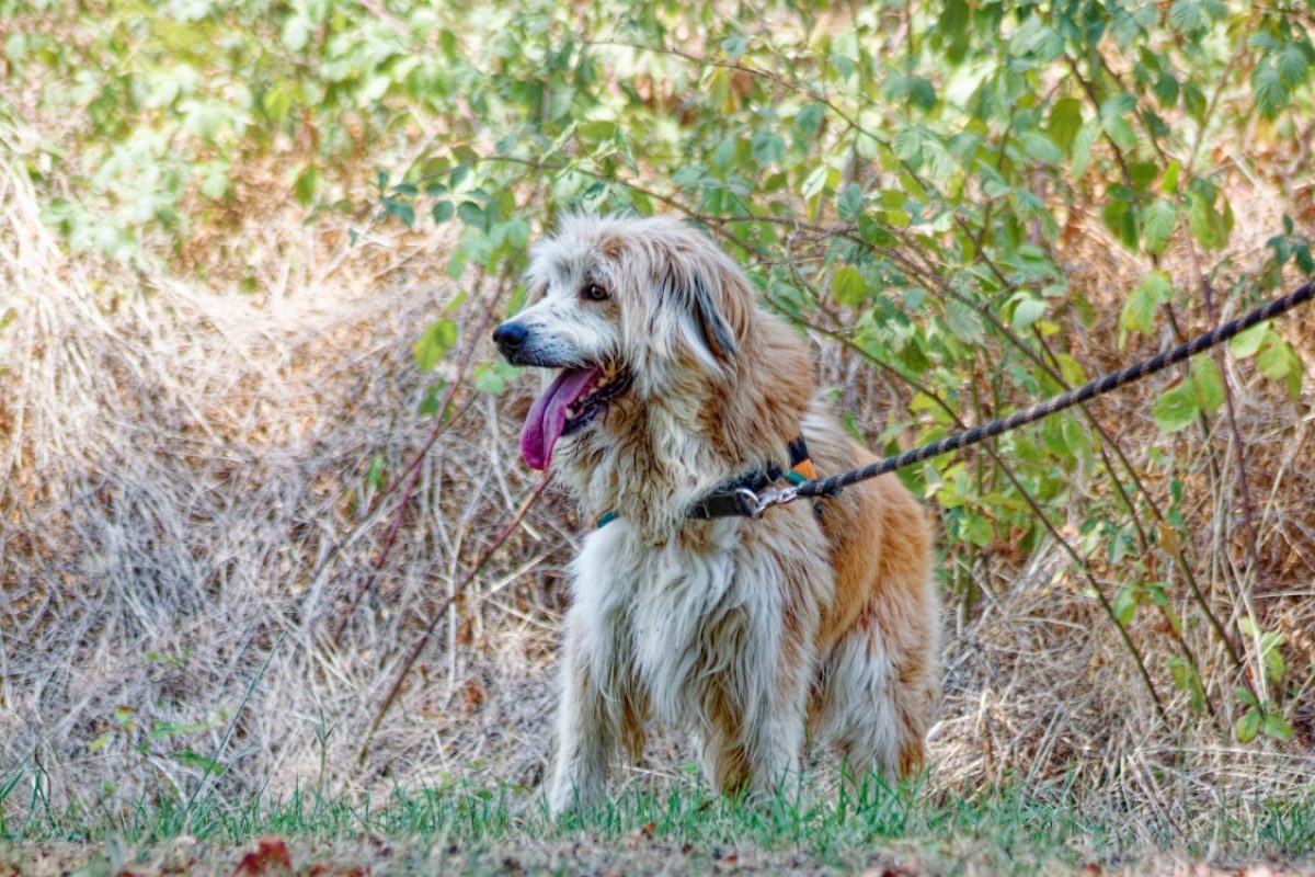 Filou - Chien Berger des Pyrénées à adopter - photo 5