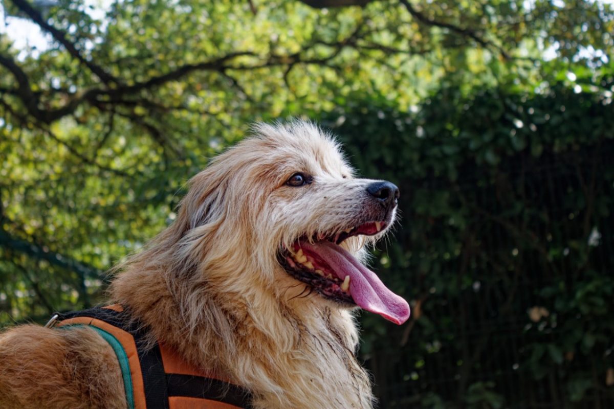 Filou - Chien Berger des Pyrénées à adopter - photo 6