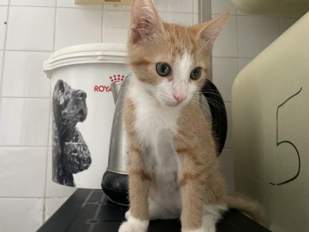Timon - Chat Européen à adopter