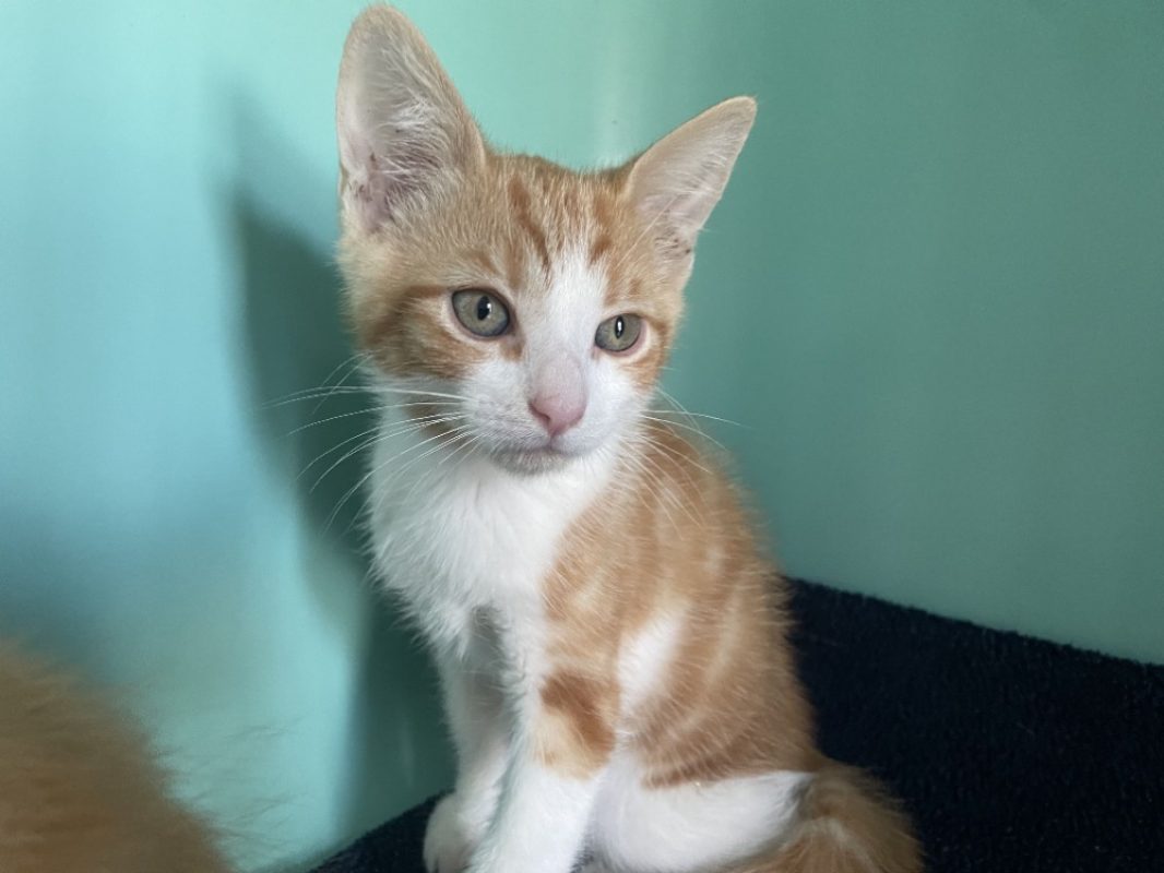 Pumba - Chat Européen à adopter