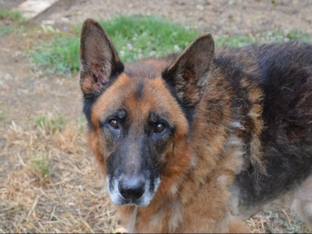 Mango - Chien Berger Allemand à adopter