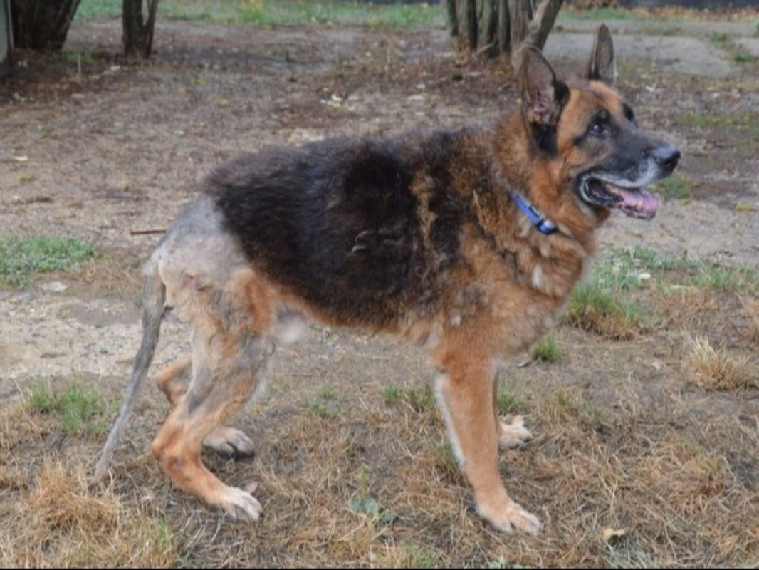Mango - Chien Berger Allemand à adopter - photo 2