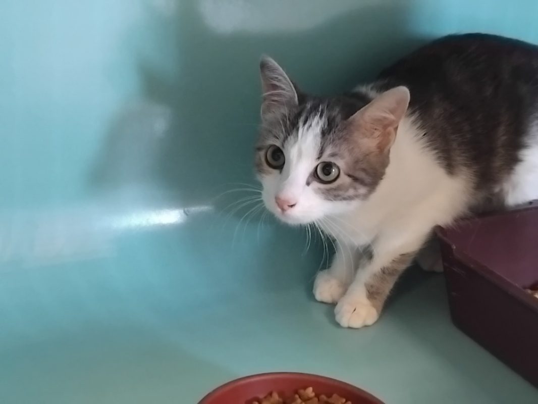 Moon - Chat Européen à adopter
