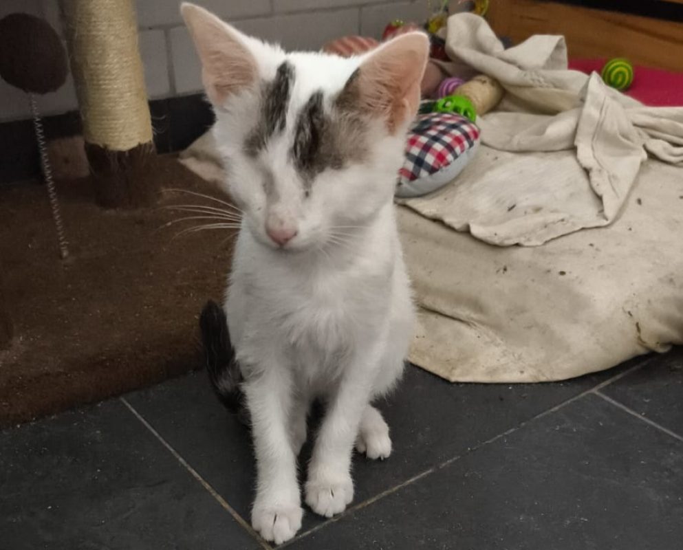 Solar - Chat à adopter