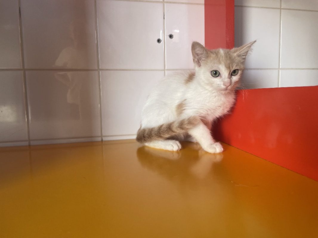 Becky - Chat Européen à adopter