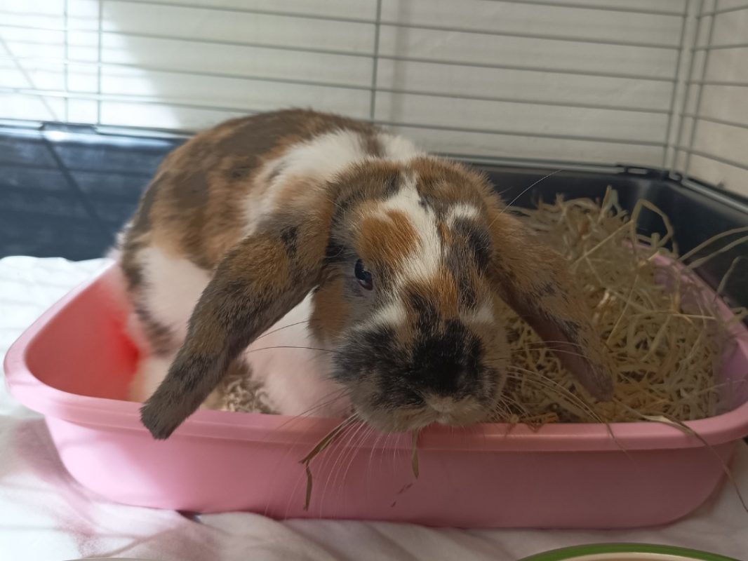 Quebec - Rongeur Lapin à adopter