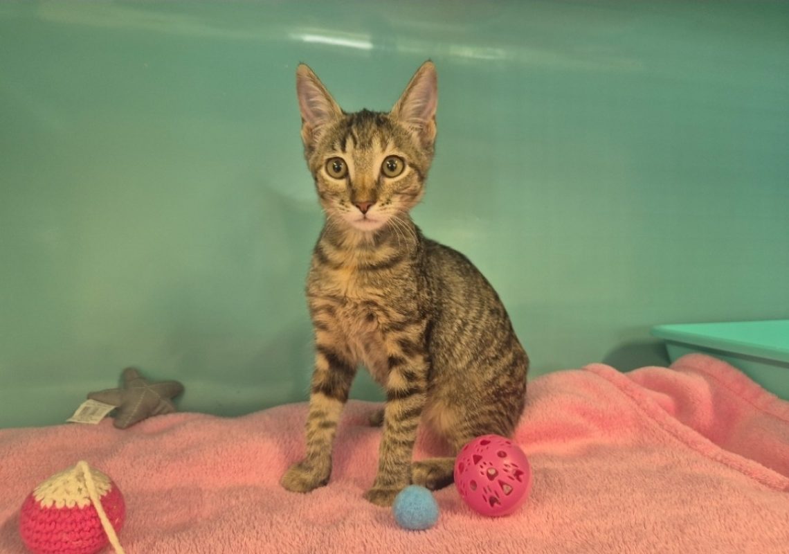 Biscotte - Chat Européen à adopter