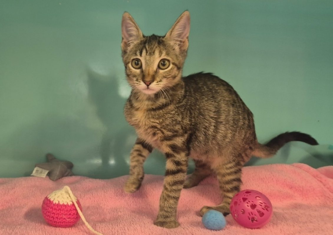 Biscotte - Chat Européen à adopter - photo 2