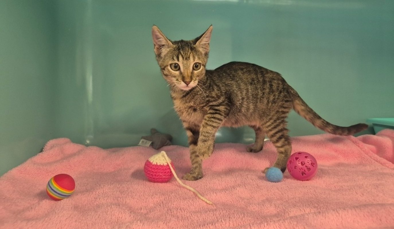 Biscotte - Chat Européen à adopter - photo 3