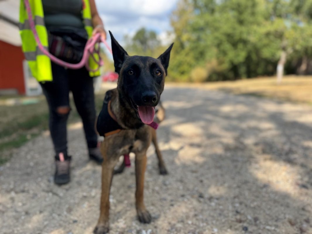 Ymir - Chien Berger Belge Malinois à adopter