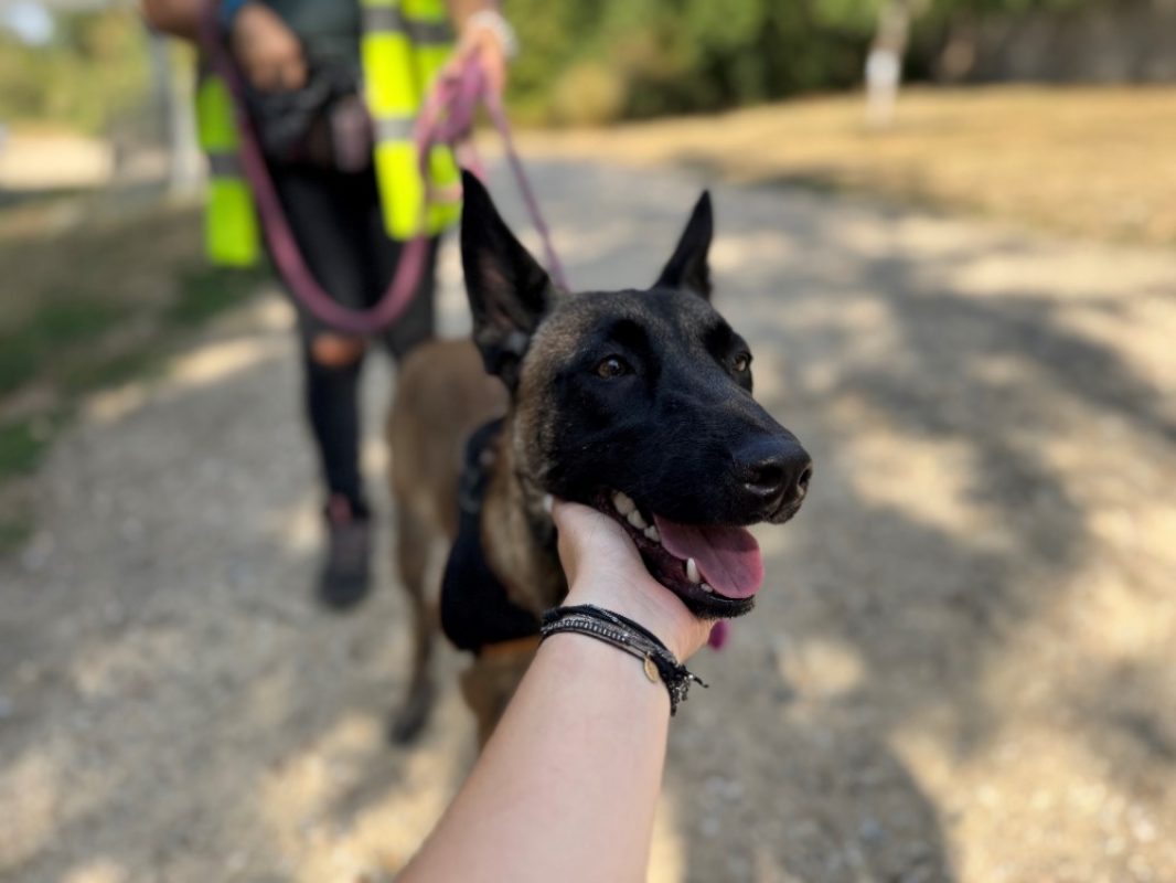 Ymir - Chien Berger Belge Malinois à adopter - photo 2
