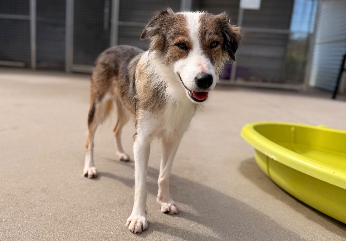 Amy - Chien Border Collie à adopter