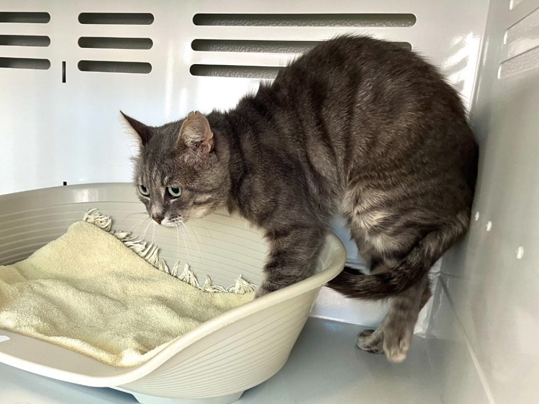 Oggy - Chat Européen à adopter