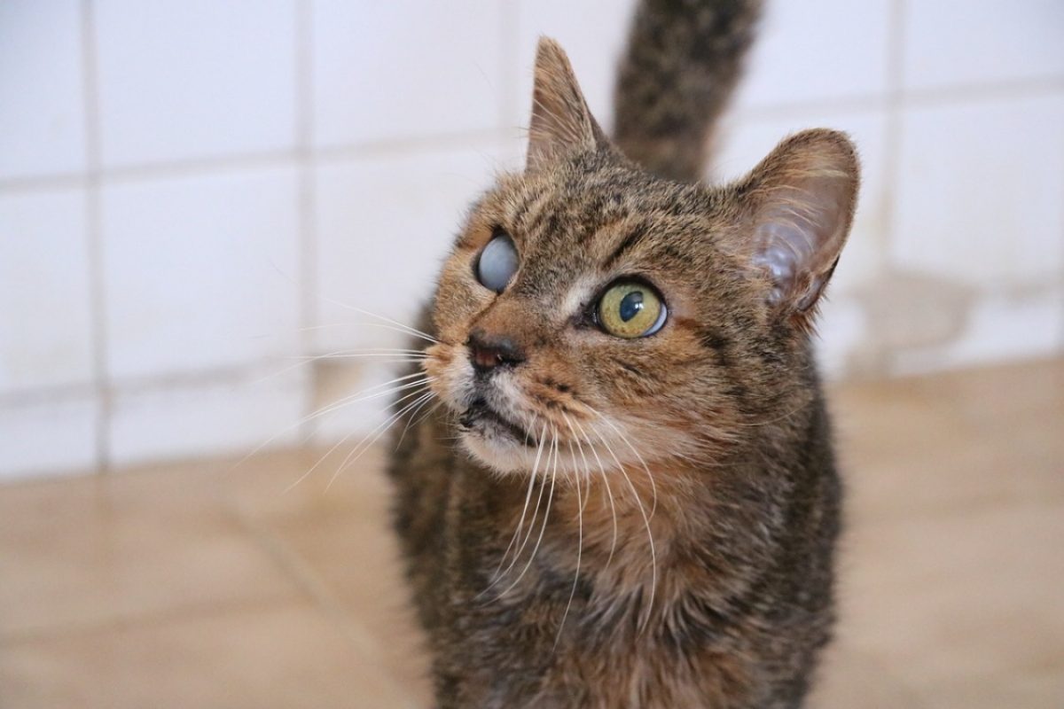 Simba - Chat Européen à adopter