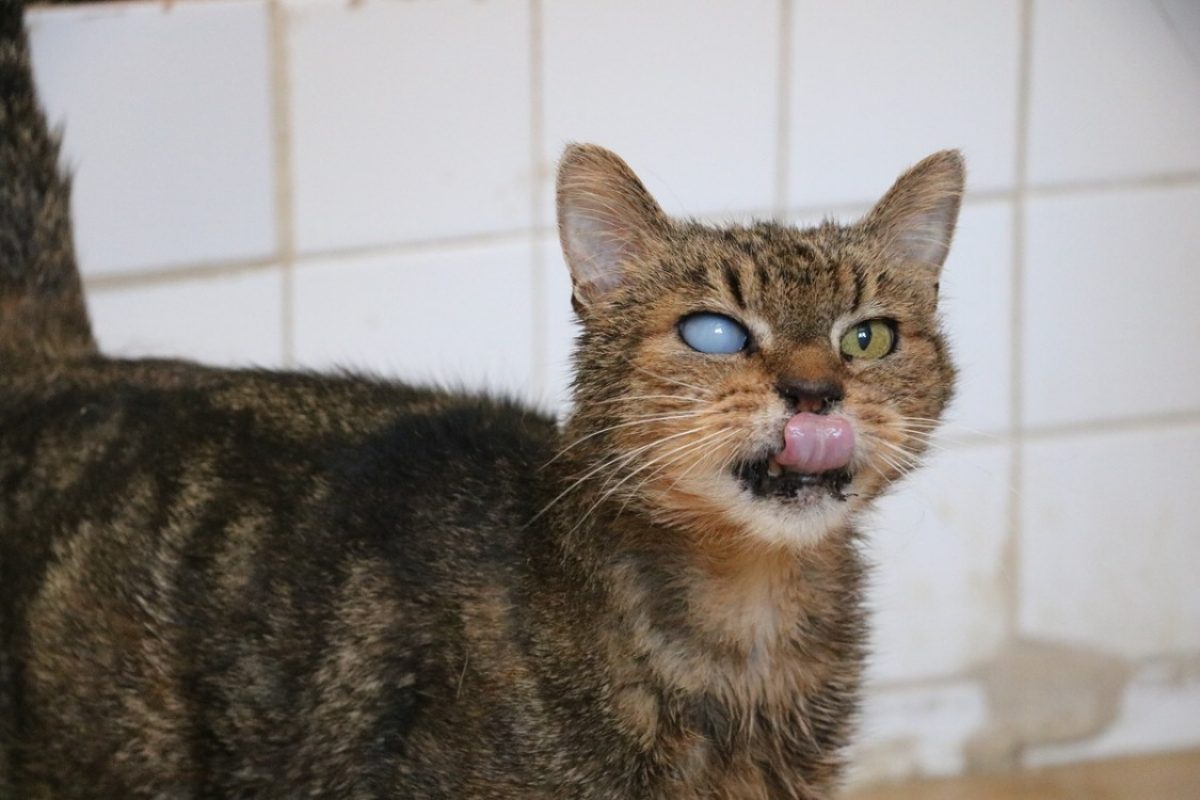 Simba - Chat Européen à adopter - photo 2