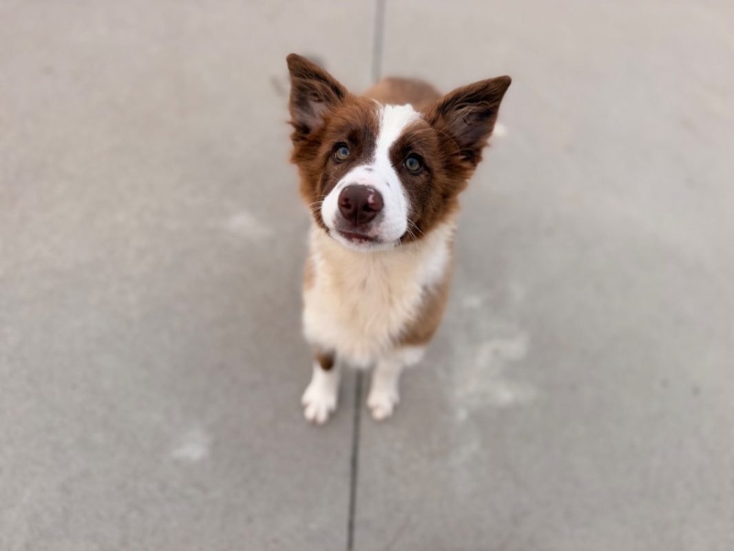 Prada - Chien Border Collie à adopter