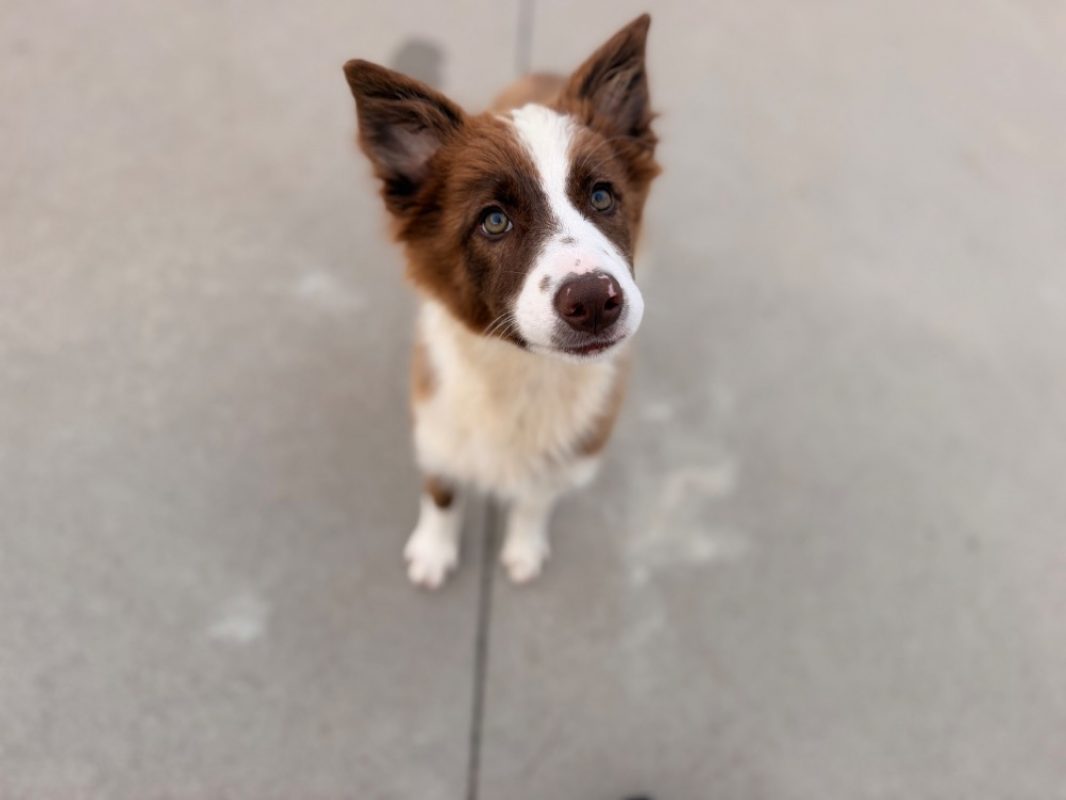 Prada - Chien Border Collie à adopter - photo 2
