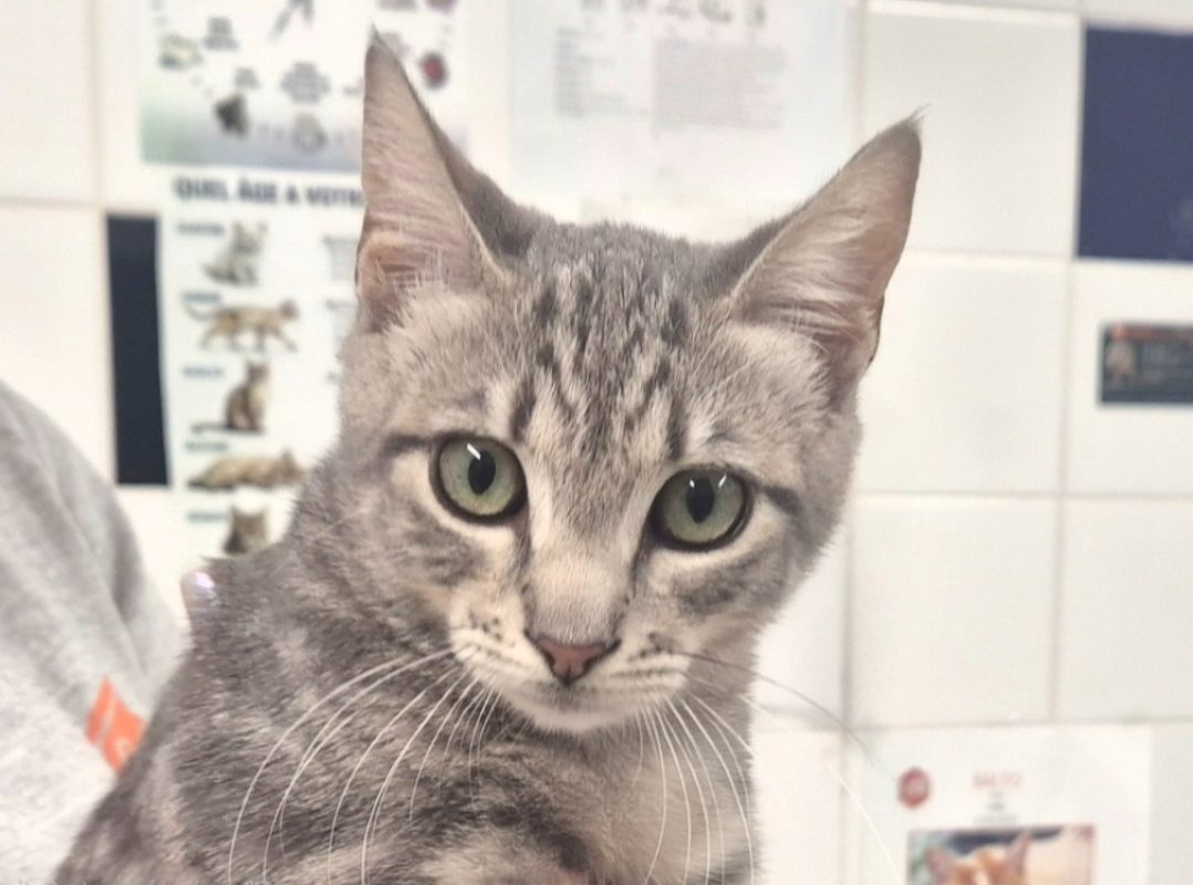 Bacon - Chat Européen à adopter