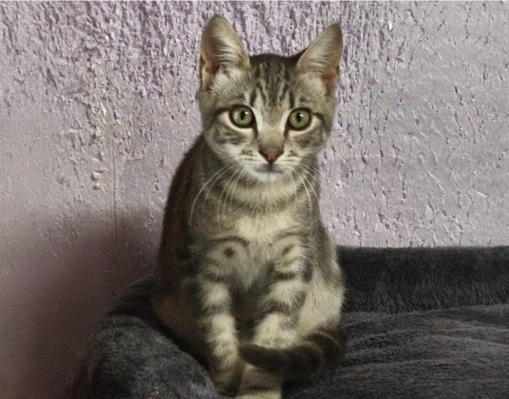 Bacon - Chat Européen à adopter - photo 2