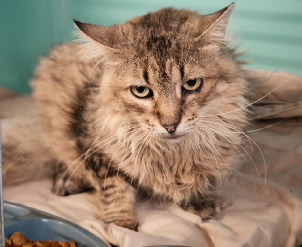 Chatterbox - Chat Européen à adopter