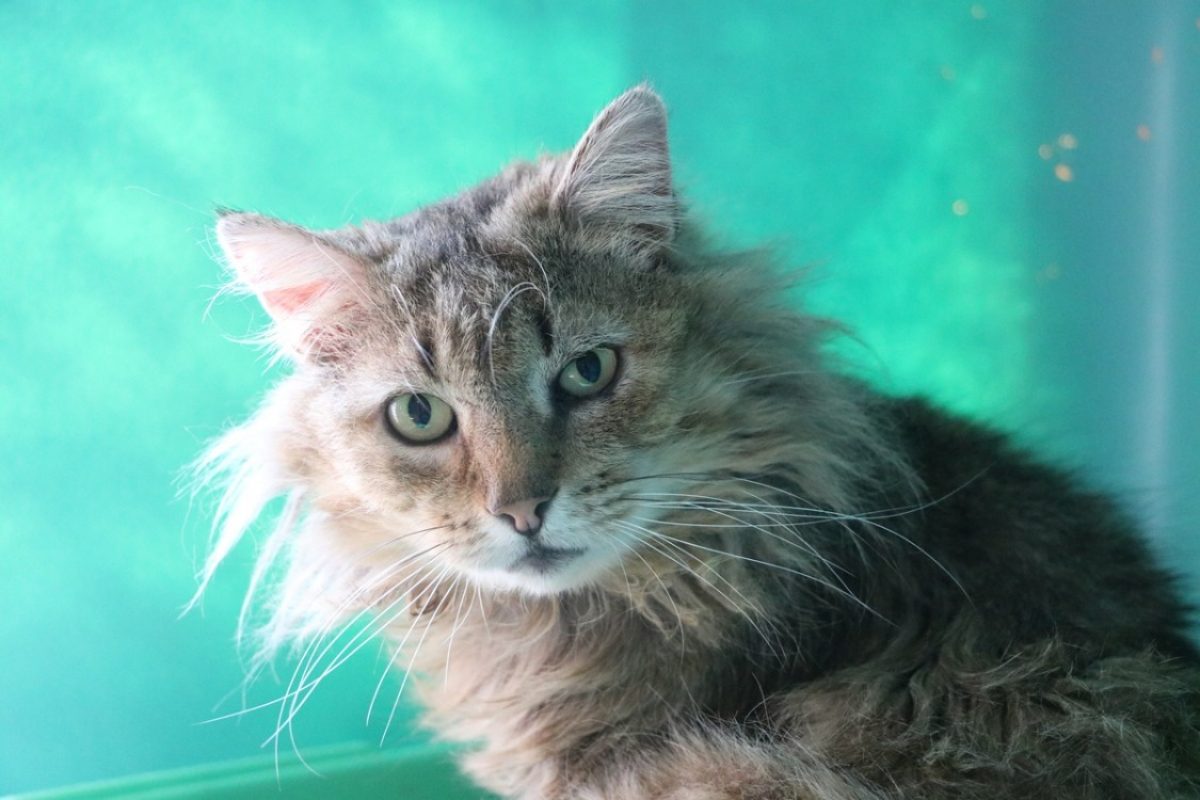 Chatterbox - Chat Européen à adopter - photo 2