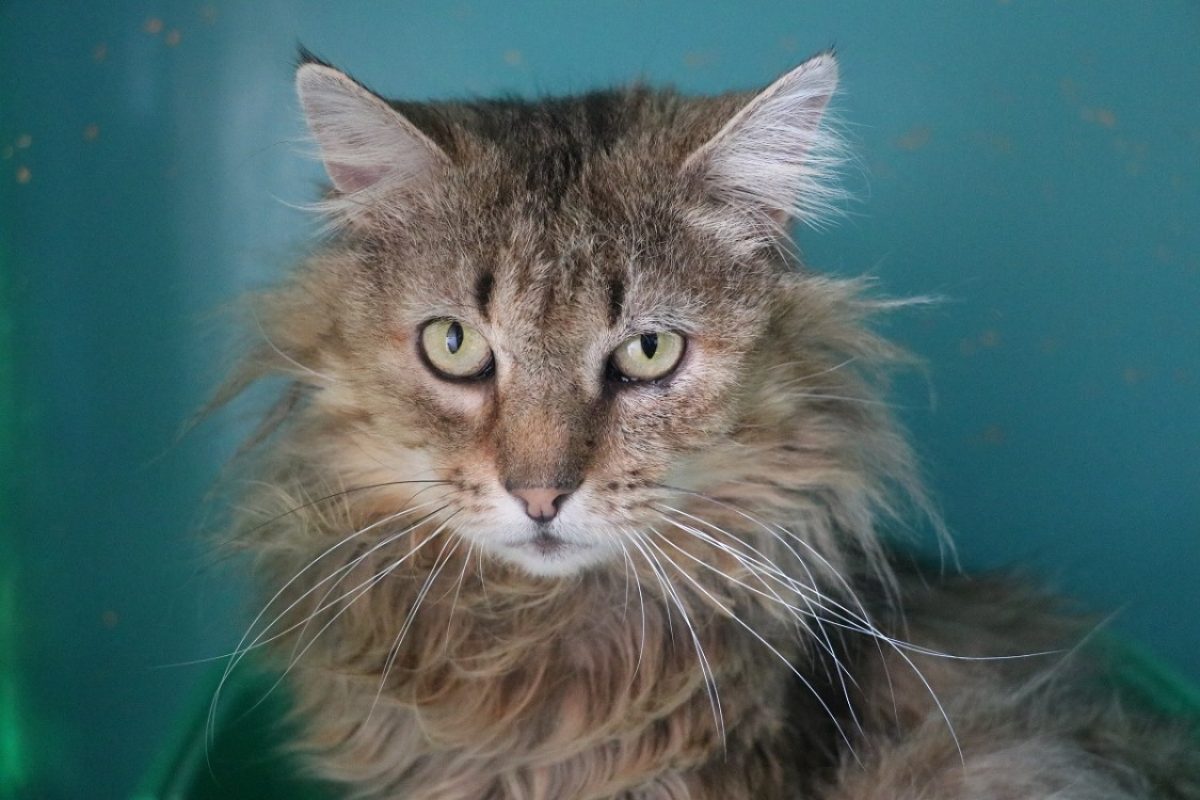 Chatterbox - Chat Européen à adopter - photo 4