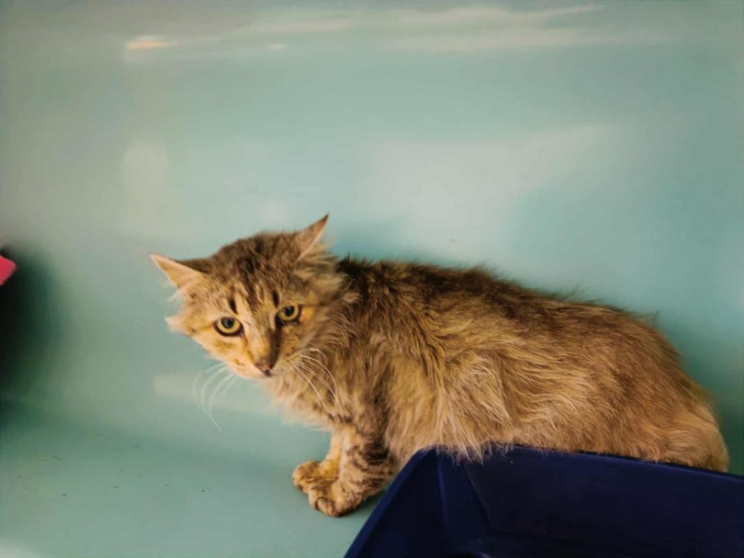 Chatterbox - Chat Européen à adopter - photo 8