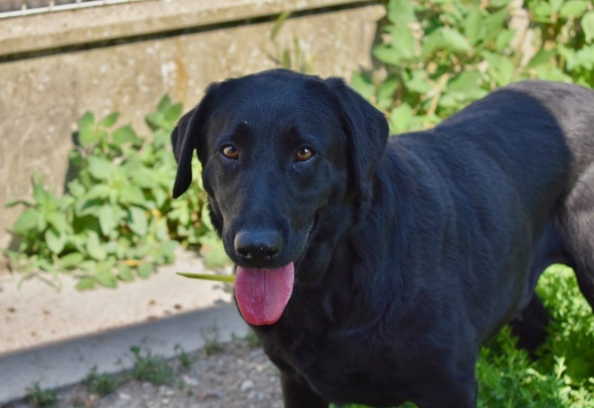 Rosa - Chien à adopter